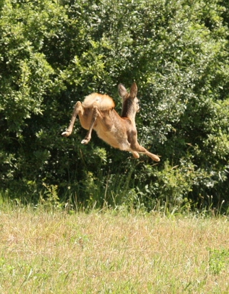 Il Capriolo